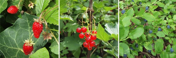 cueillette myrtilles, fraises des bois, groseilles