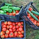 18-recolte-poivrons-tomates.jpg