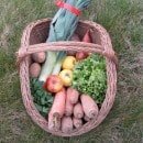 aux-jardins-de-sacy-ferme-panier-legumes