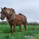 savez-vous-planter-les-choux-labour