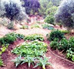 permaculture